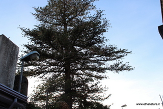 Araucaria santa Barbara